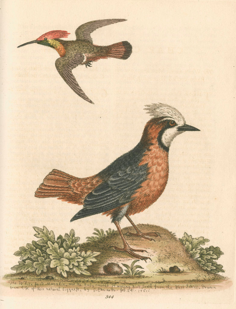 Detail of 'The White-faced Manakin, and the Ruby-crested Humming-Bird' by George Edwards