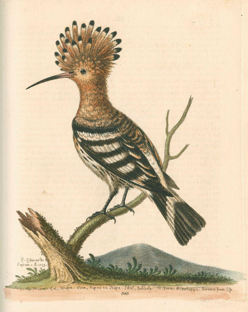 'The Hoopoe' by George Edwards
