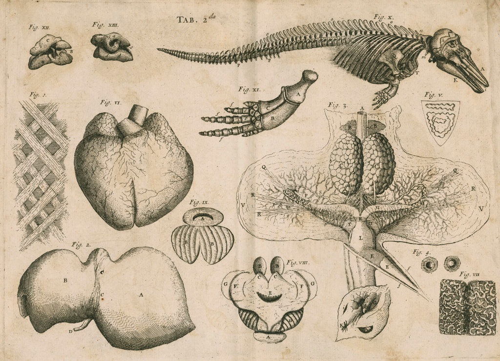 Detail of Anatomy of the porpoise by Anonymous