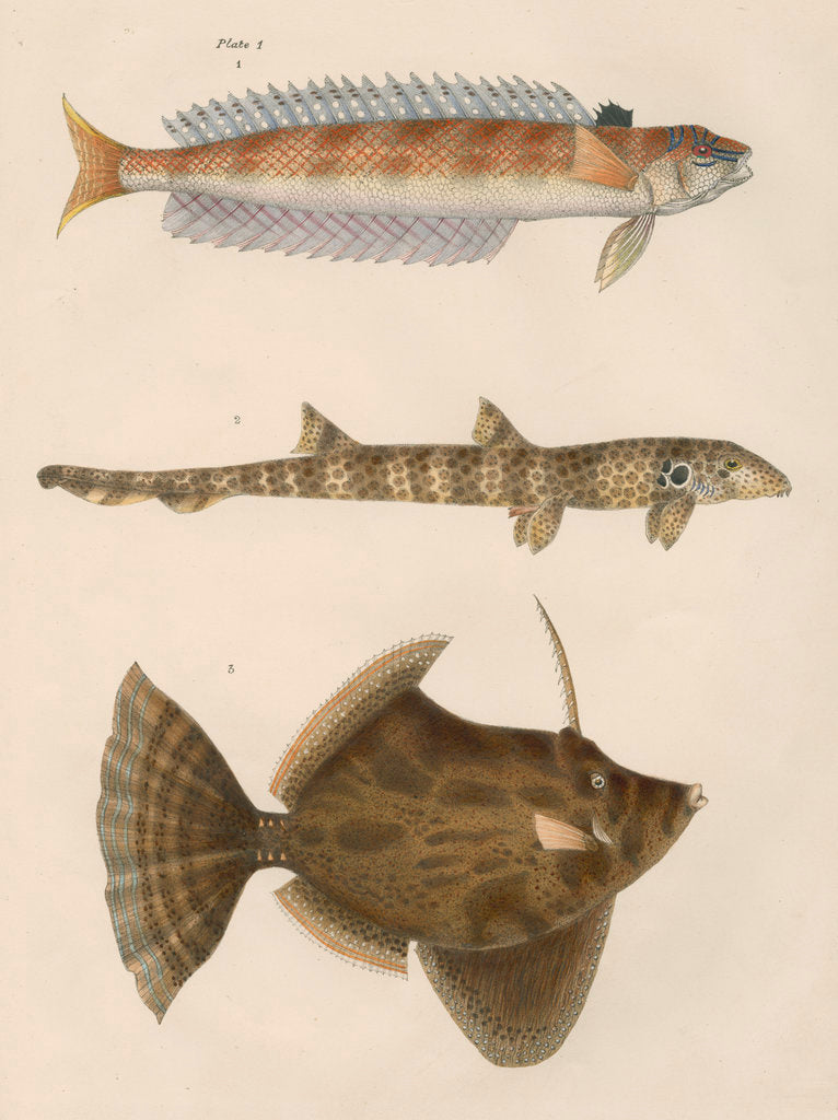 Detail of Studies of three fishes from Australia by Anonymous