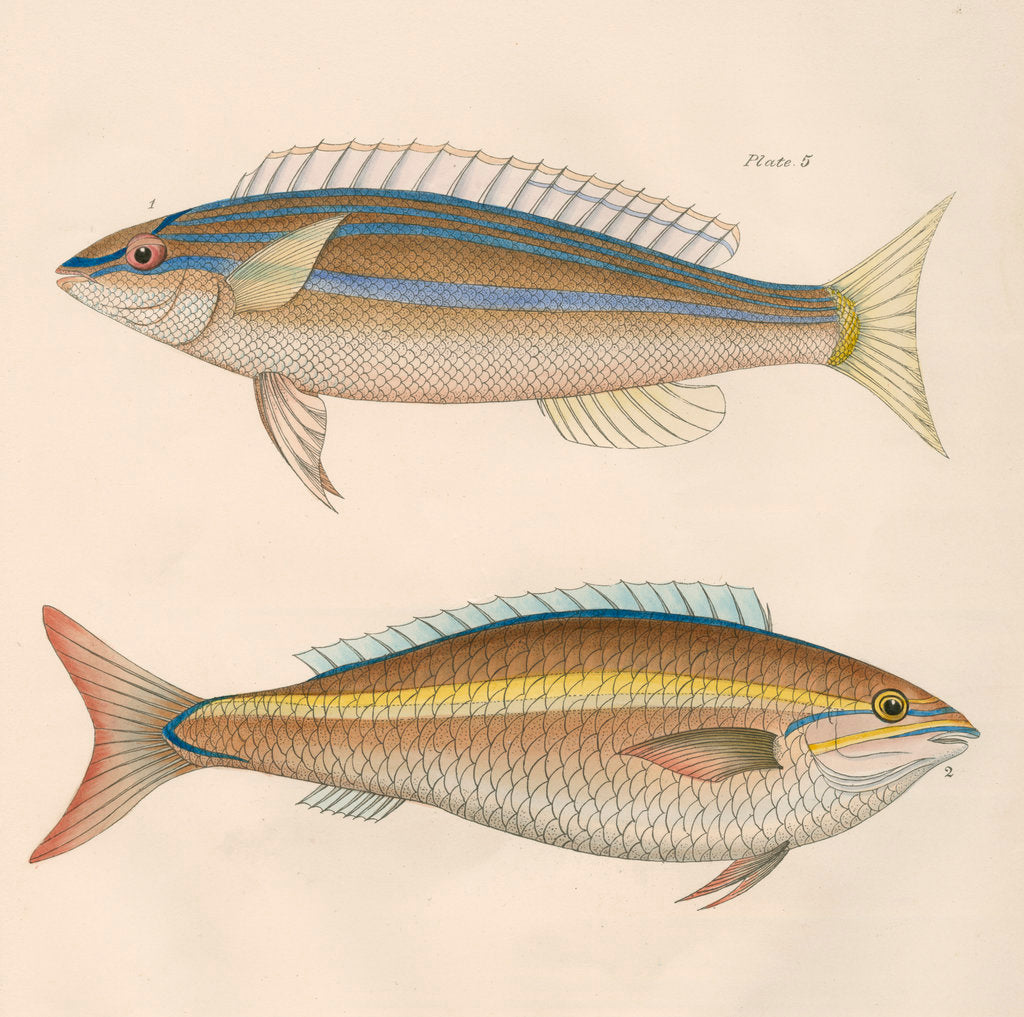 Detail of Studies of two fishes from Australia by Anonymous