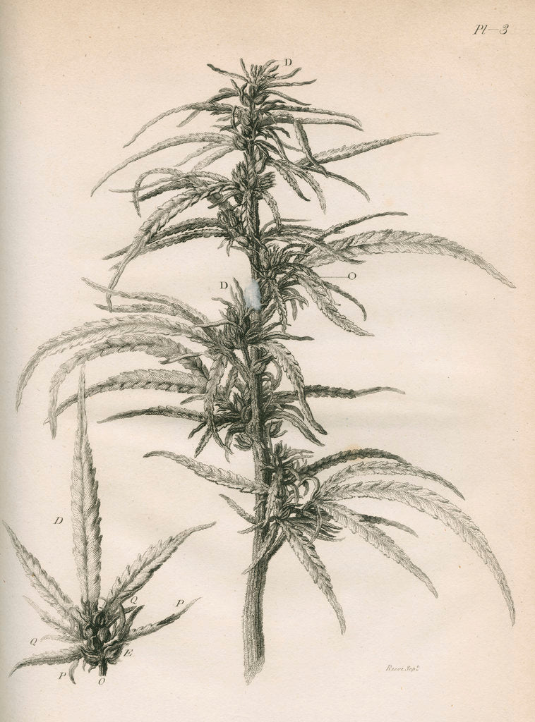 Detail of Female hemp plant by Richard Reeve