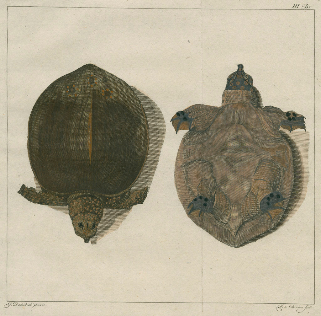 Detail of Asiatic softshell turtle by F de Bakker