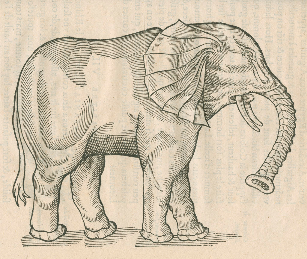 'Figure d'un Elephant' by Anonymous
