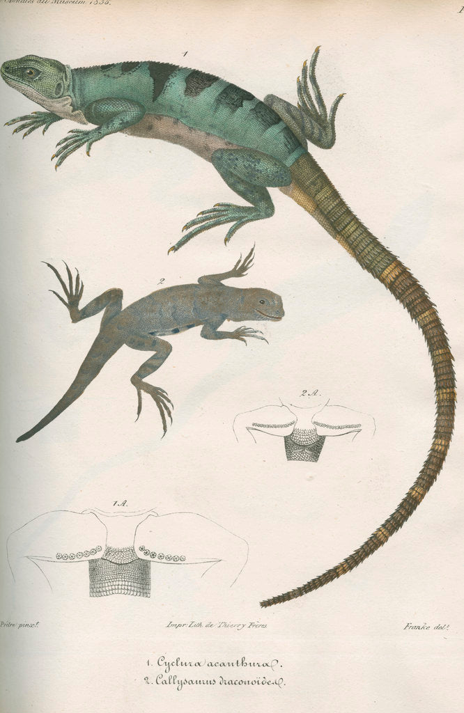 Two lizards of North America by Franke