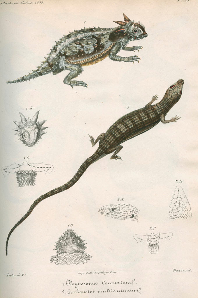 Two lizards of North America by Franke