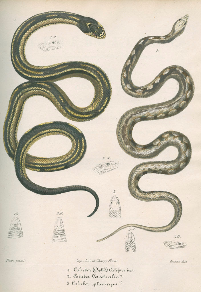 Detail of Two snakes of North America by Franke