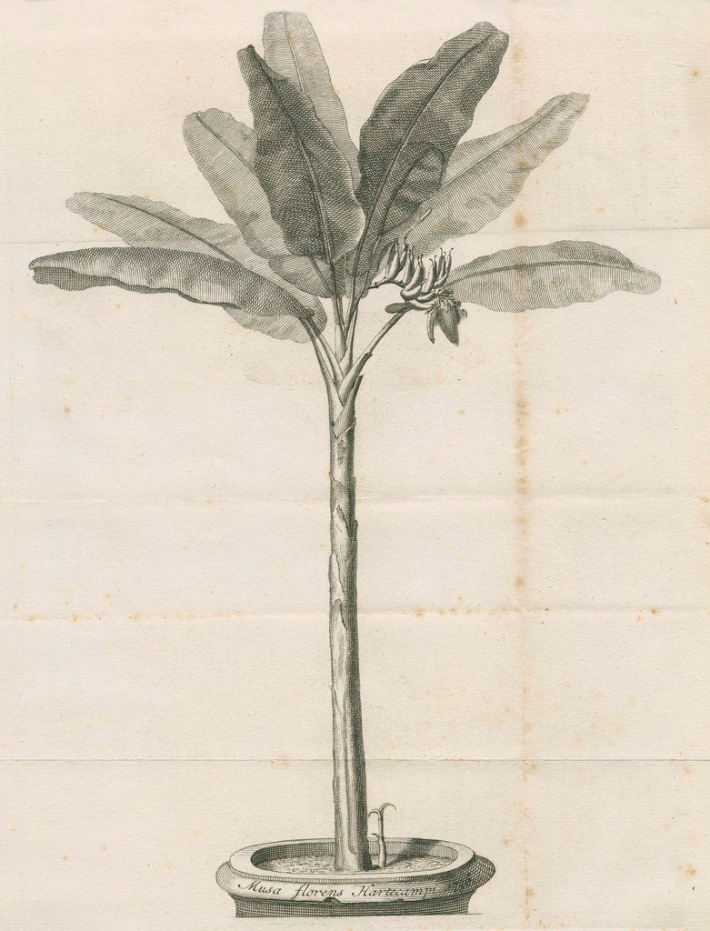 Detail of Clifford's banana plant by Anonymous