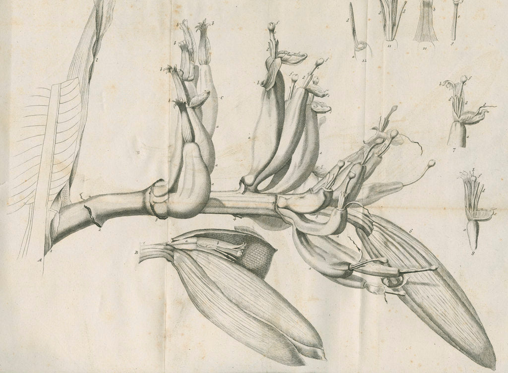 Detail of 'Musa Cliffortiana' [Clifford's banana plant] by Anonymous