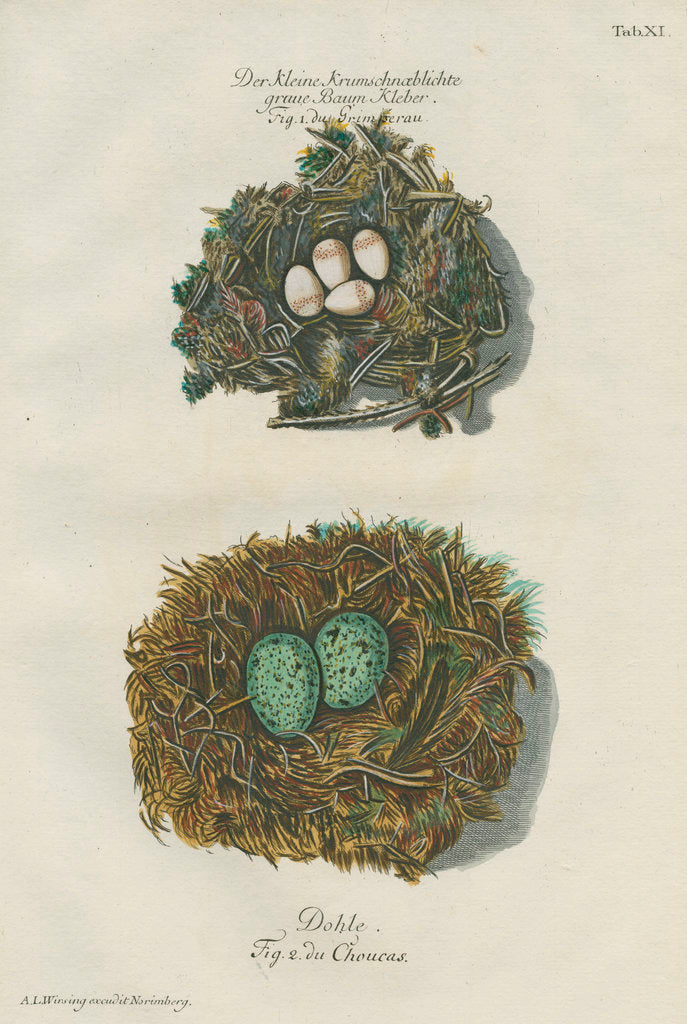 Detail of Nests of the Nuthatch and the Jackdaw by Adam Ludwig Wirsing