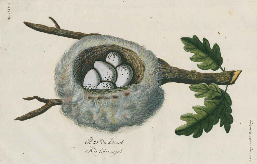 Detail of Nest of the Golden oriole by Adam Ludwig Wirsing
