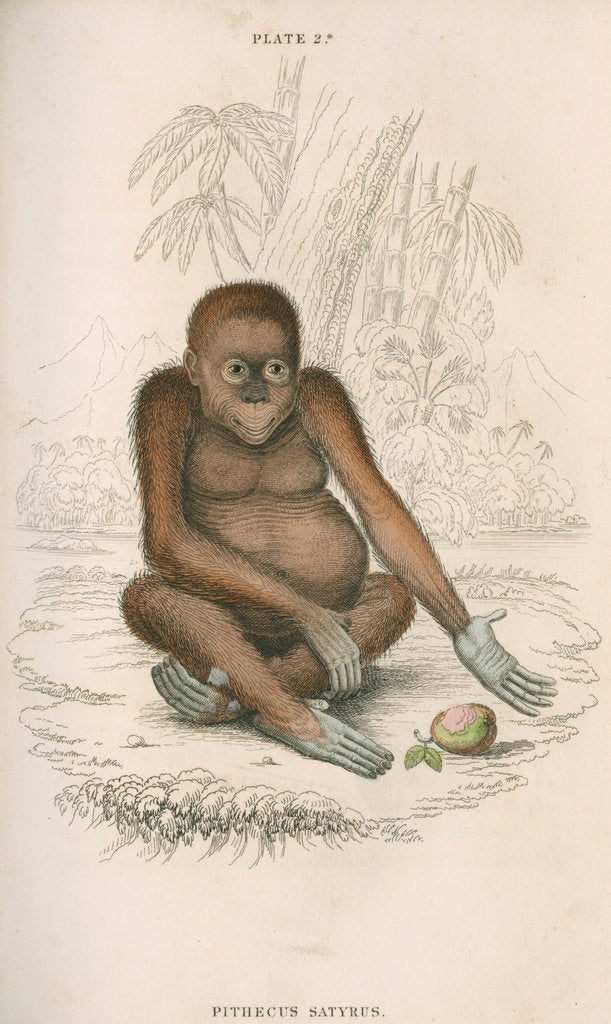 Detail of 'Pithecus satyrus' [Orangutan] by William Home Lizars