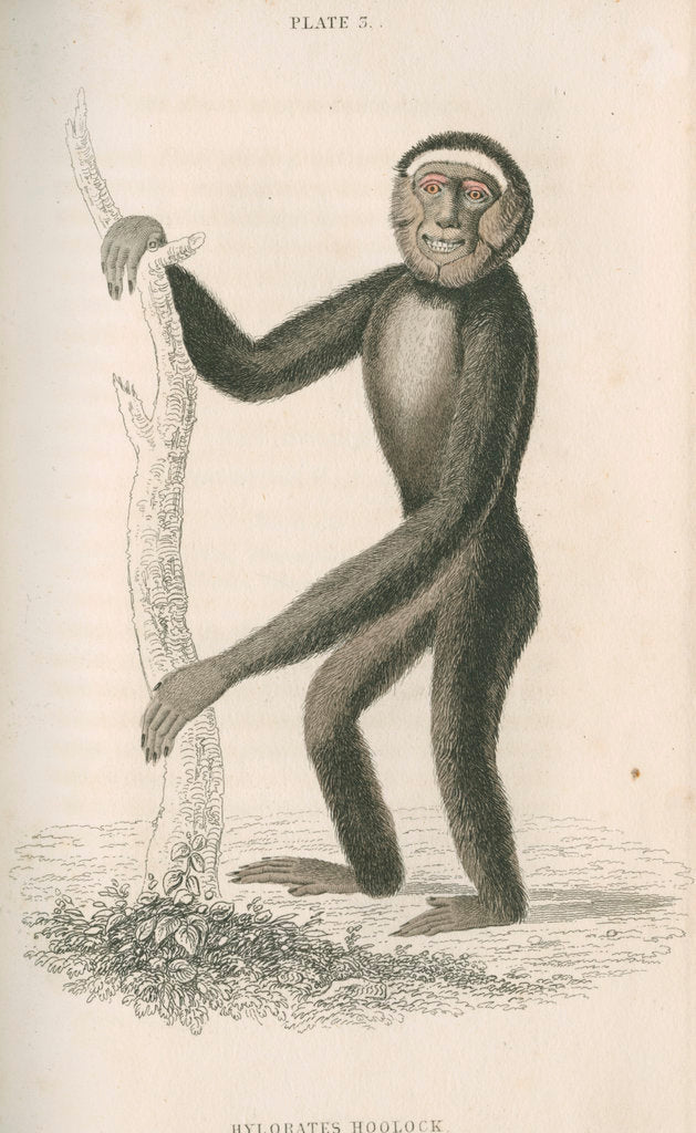 Detail of 'Hylobates hoolock' [Hoolock gibbon] by William Home Lizars