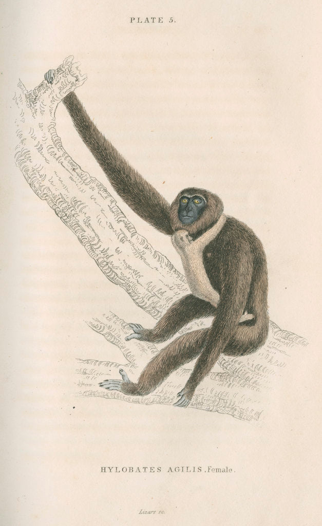 Detail of 'Hylobates agilis' [Agile gibbon] by William Home Lizars