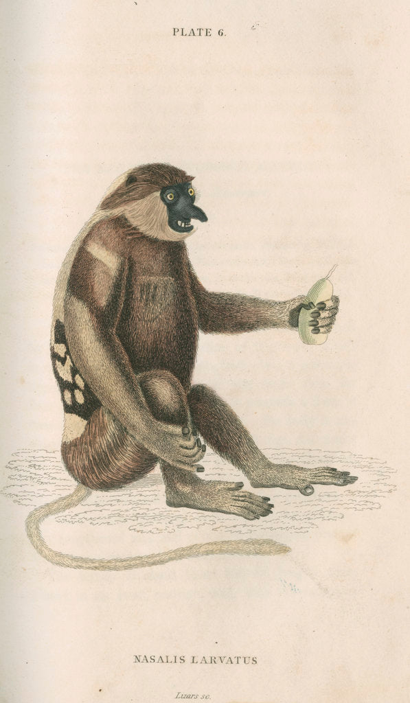 Detail of 'Nasalis larvatus' [Proboscis monkey] by William Home Lizars