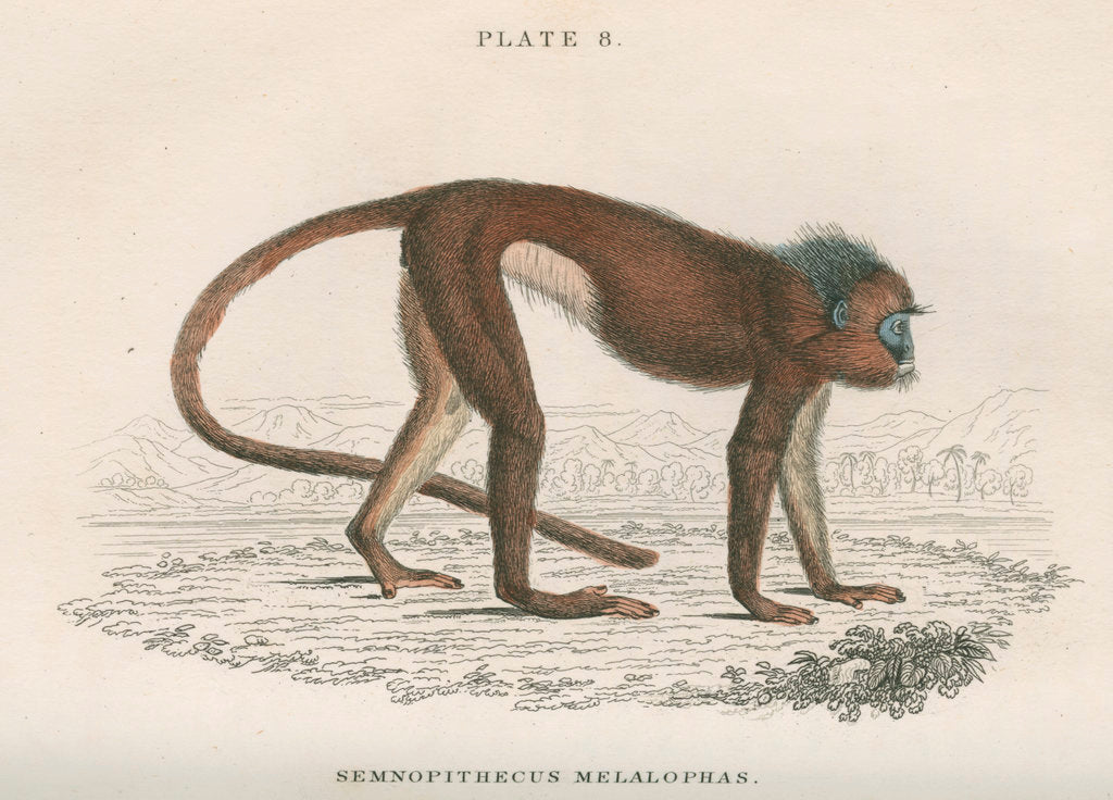 Detail of 'Semnopithecus melalophas' [Mitred leaf monkey] by William Home Lizars