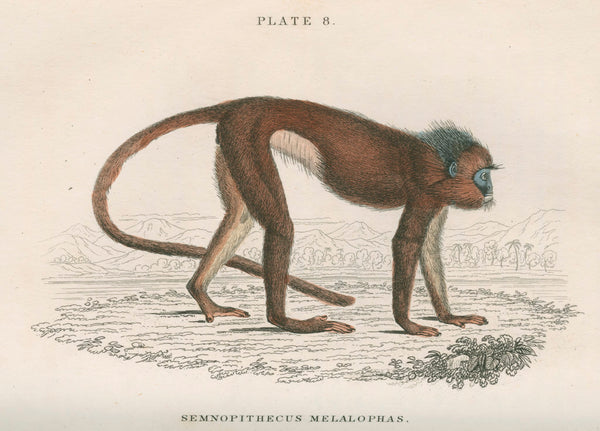 'Semnopithecus melalophas' [Mitred leaf monkey] posters & prints by ...