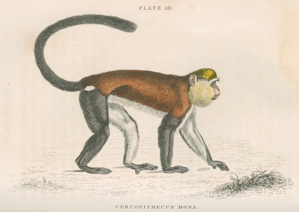 Detail of 'Cercopithecus mona' [Mona monkey] by William Home Lizars