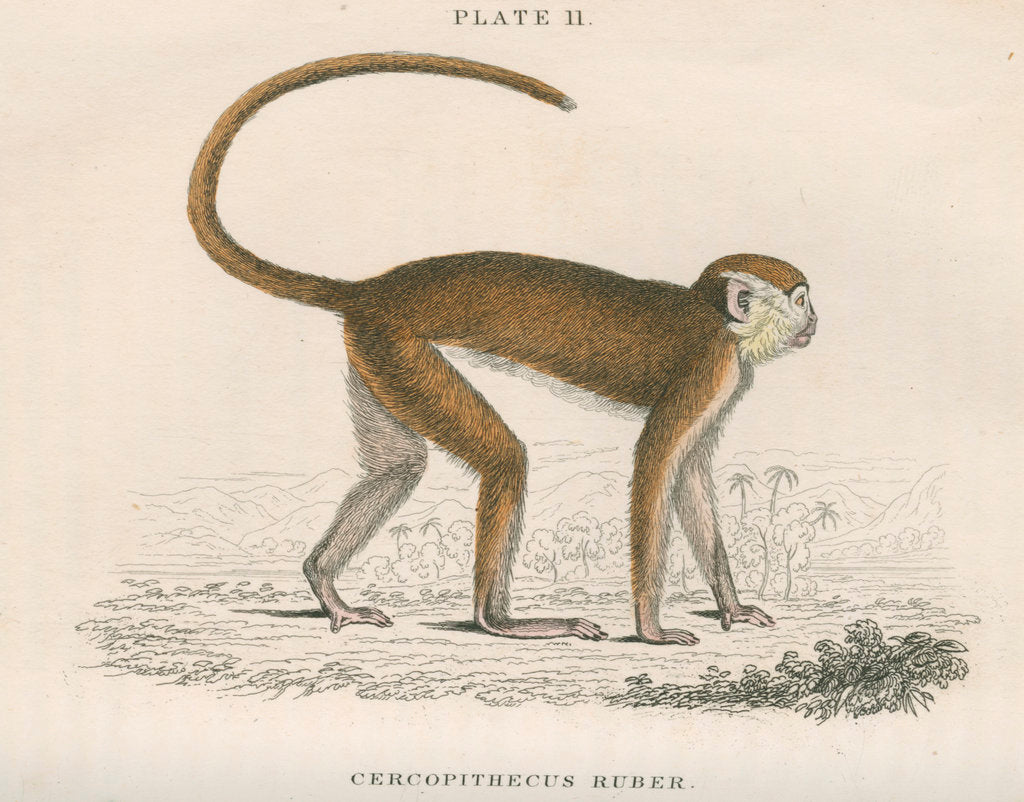 Detail of 'Cercopithecus ruber' [Red monkey] by William Home Lizars