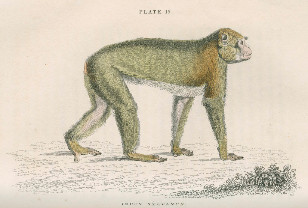 Detail of 'Inuus sylvanus' [Barbary macaque] by William Home Lizars