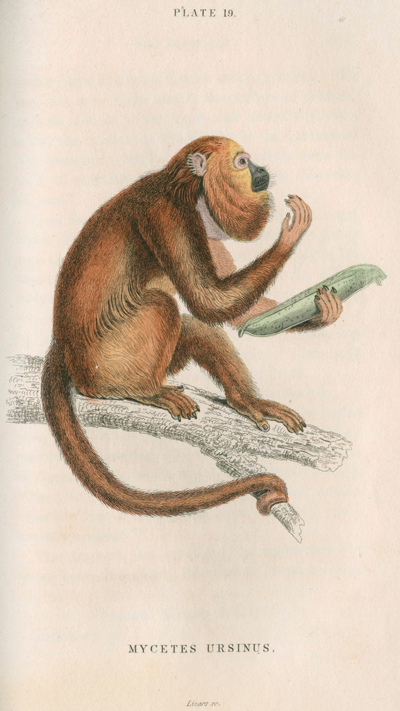 Detail of 'Mycetes ursinus' [Brown howler monkey] by William Home Lizars