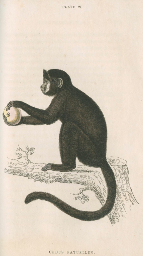 'Cebus fatuellus' [Tufted capuchin] by William Home Lizars