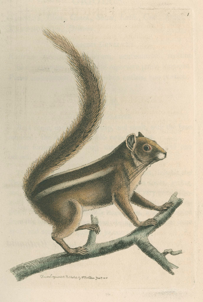 Detail of 'Pencil-tailed squirrel' [Indian palm squirrel] by Richard Polydore Nodder