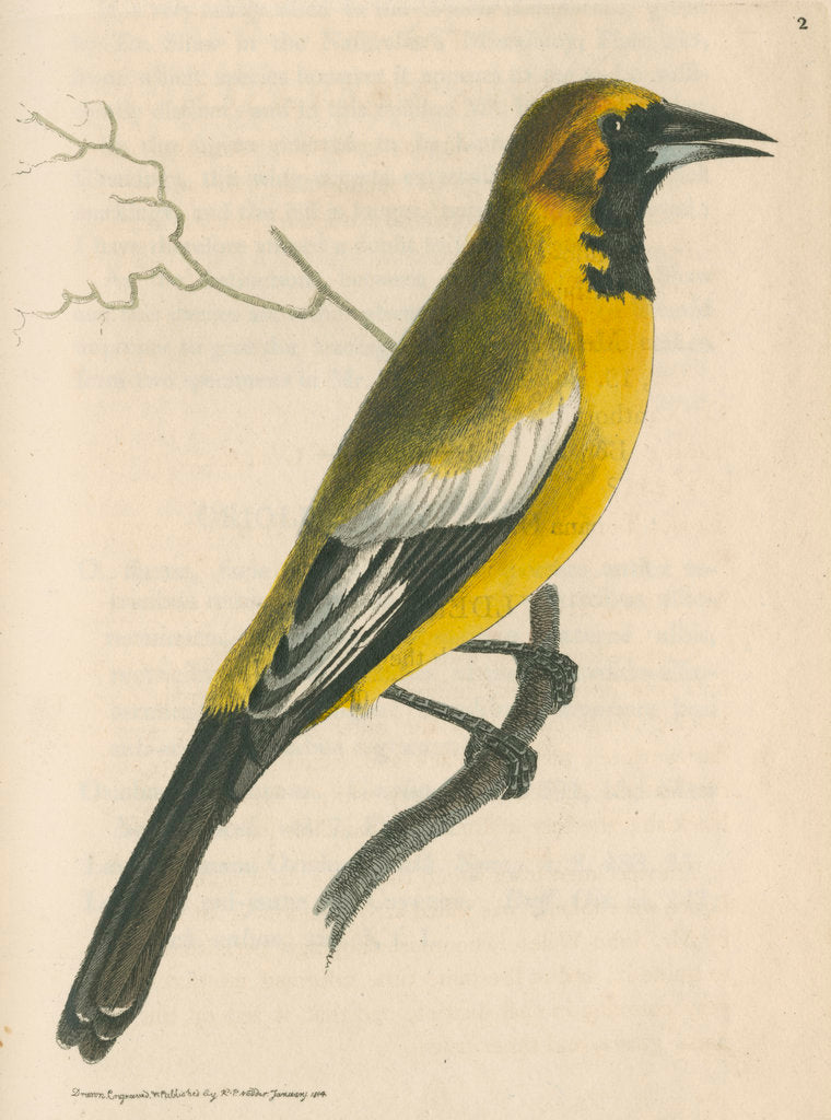 Detail of 'White-shouldered banana oriole' [Oriole blackbird] by Richard Polydore Nodder