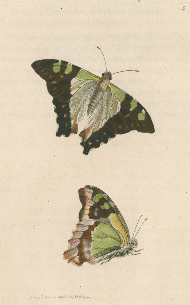 'Macleay's butterfly' [Macleay's swallowtail] by Richard Polydore Nodder