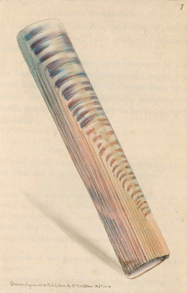 Detail of 'Ceylon razor-shell' by Richard Polydore Nodder