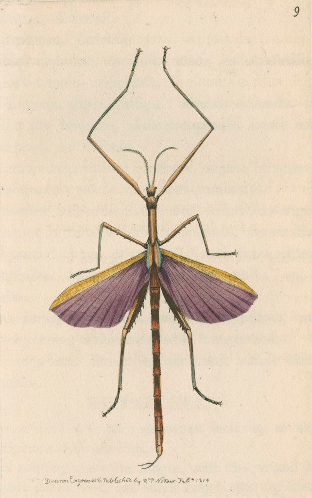 'Violet-winged phasma' [Spur-legged stick insect] by Richard Polydore Nodder