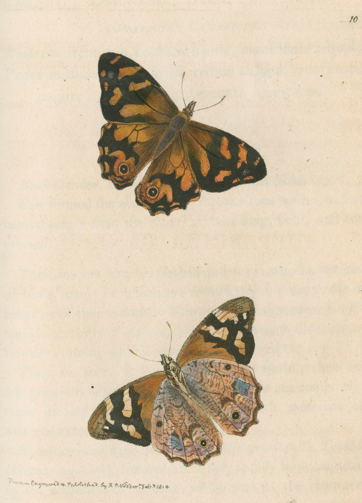 'Banksian hipparchia' [Banks's brown butterfly] by Richard Polydore Nodder