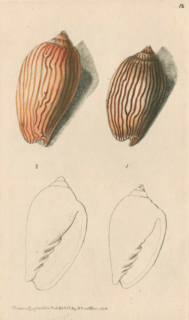 Zebra Volute Shell 'Zebra volute and Lineated volute' posters & prints by Richard Polydore ...