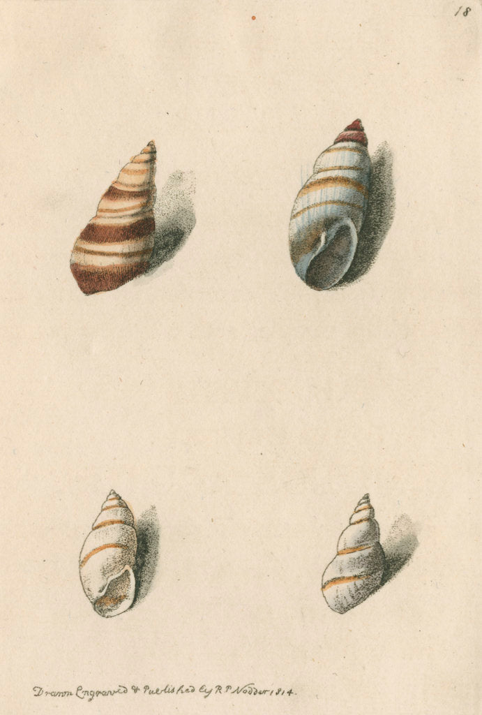 Detail of Two specimens of snail shells by Richard Polydore Nodder