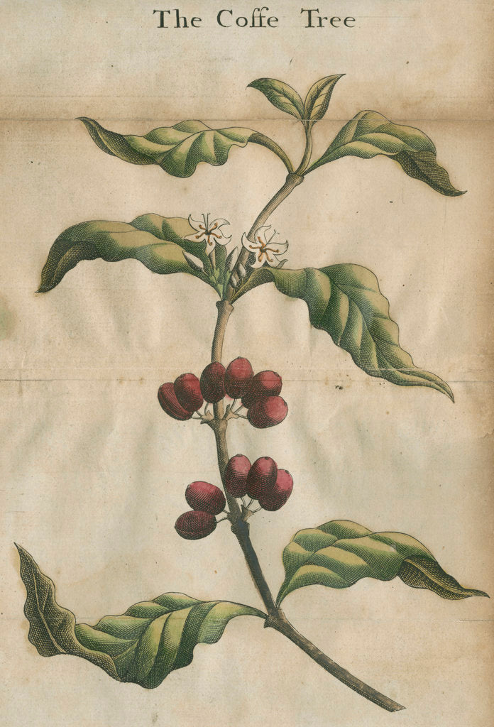 Coffee plant by unknown