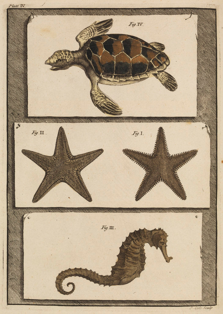 Detail of Three specimens of marine life by T Cole