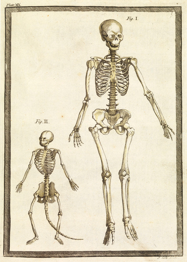 Human and monkey skeletons by T Cole