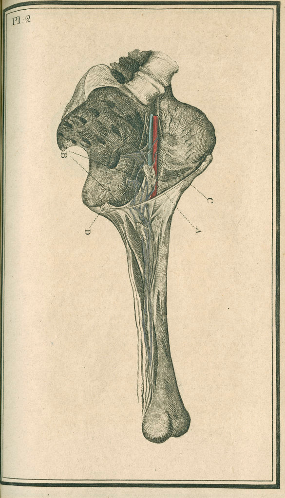'The superficial lymphatic vessels of the left lower extremity' by unknown