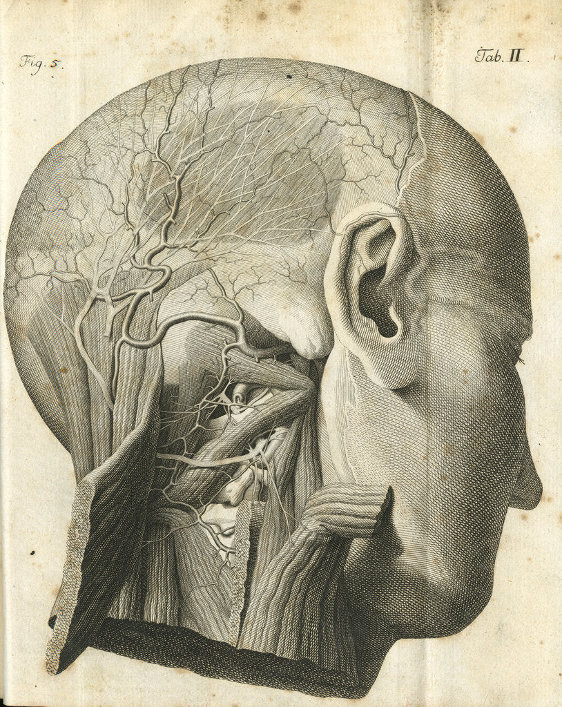 Detail of The anatomy of the neck and back of the head by unknown