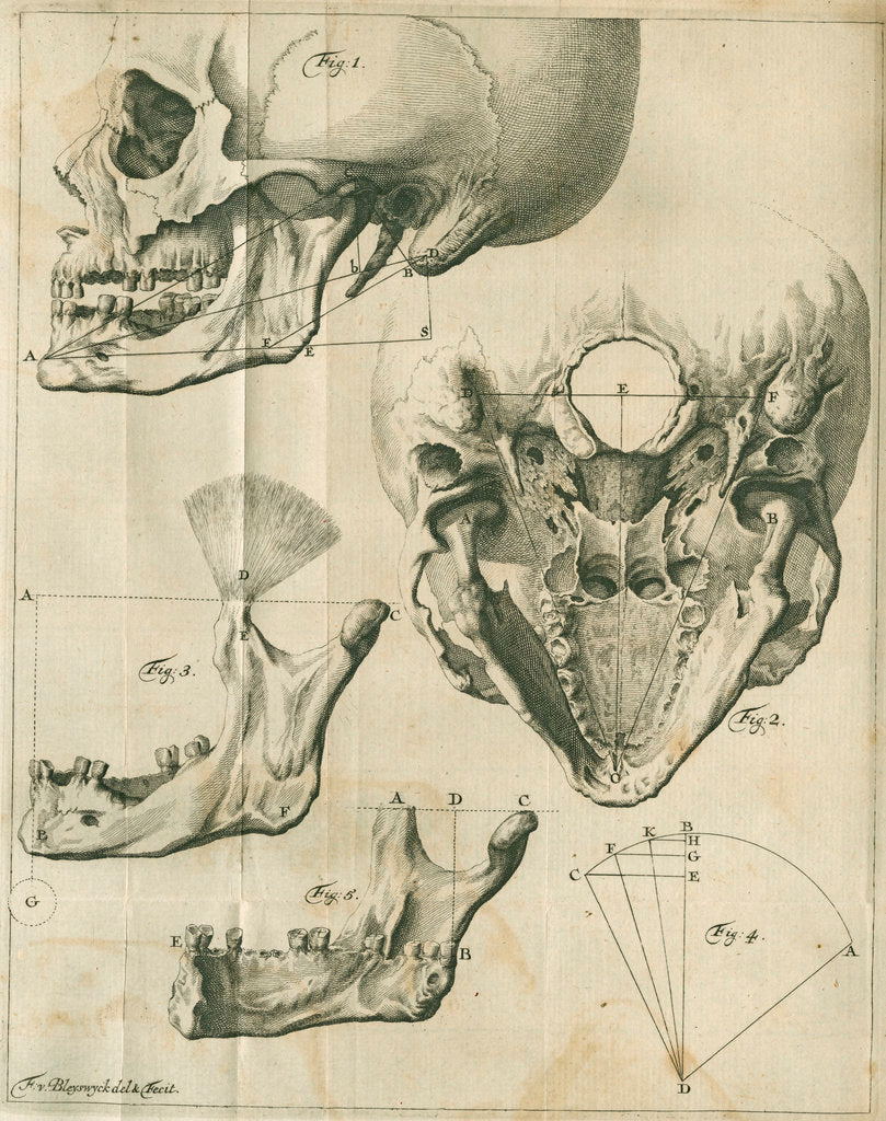 Detail of Views of the skull and jaw by Françoise van Bleyswyck