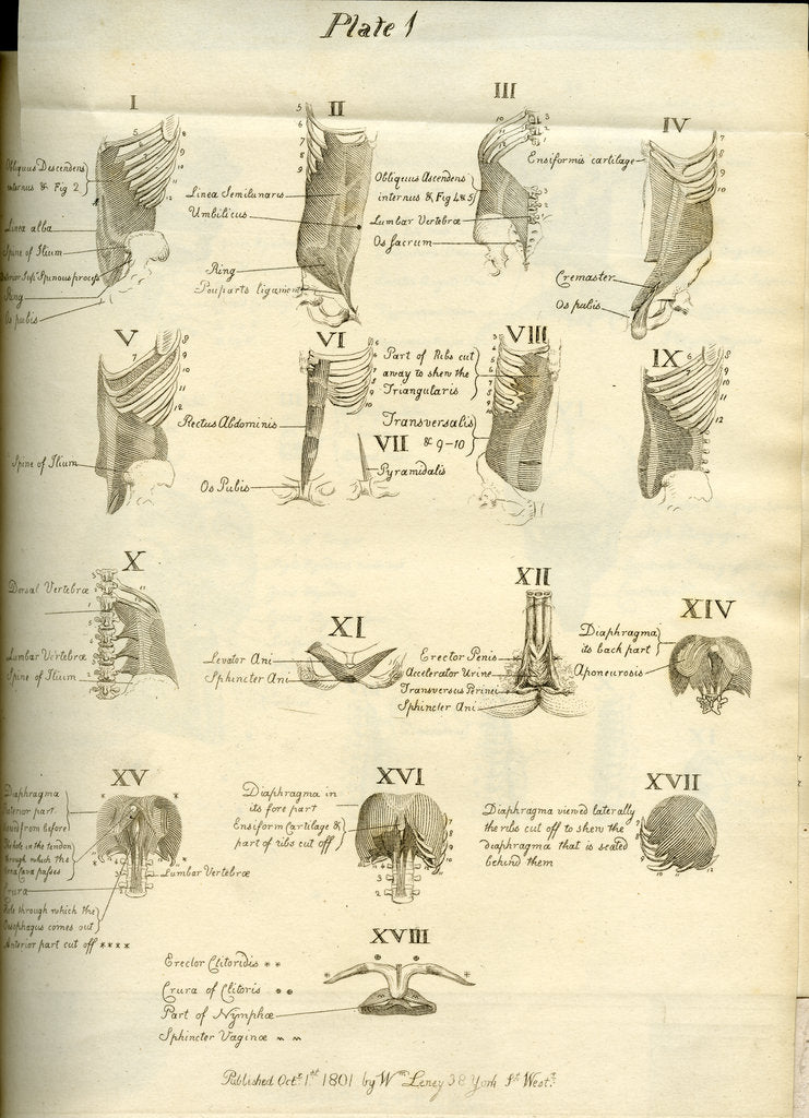 Detail of Muscles of the human torso by Joseph Constantine Carpue