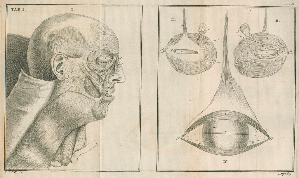 'A view of the Muscles of the Face in Profile' by James Mynde