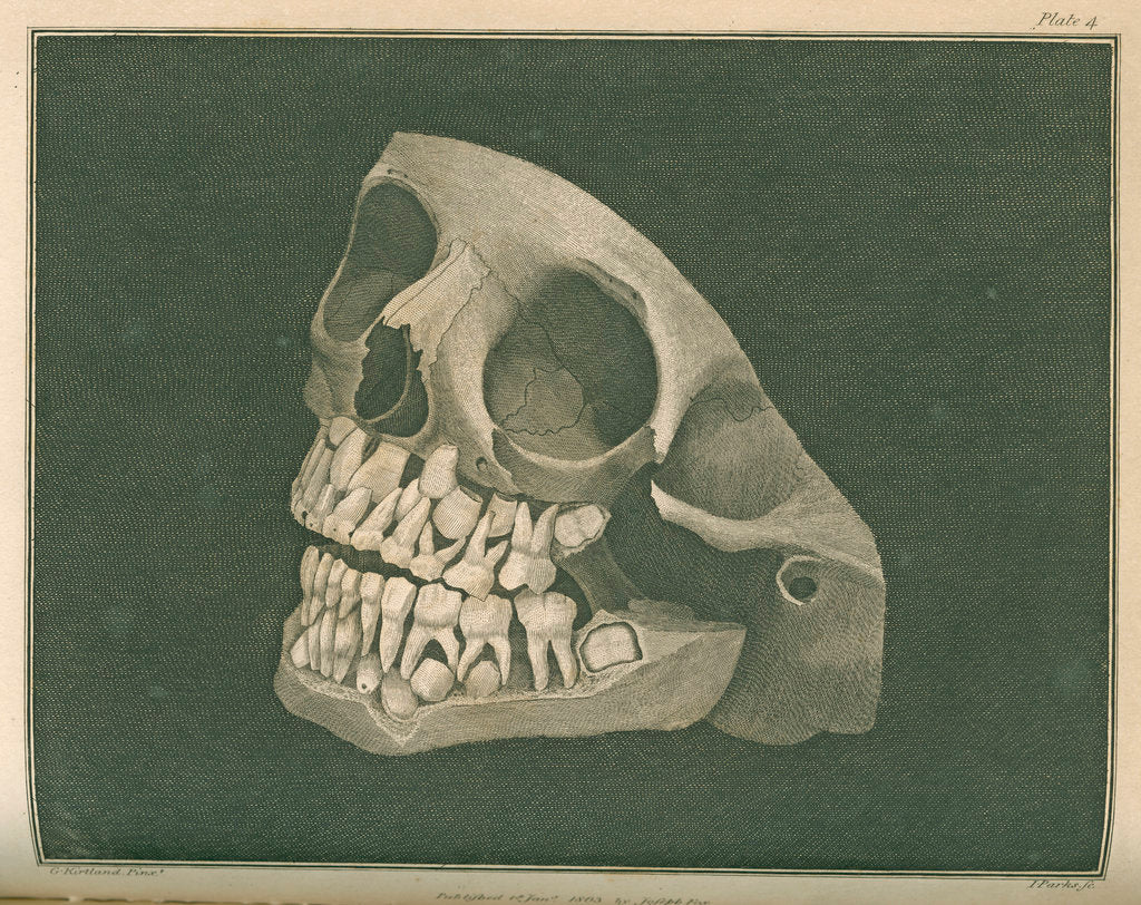 Detail of The two sets of teeth at six years of age by Parks