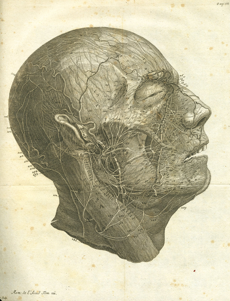 Detail of Veins of the human head by unknown