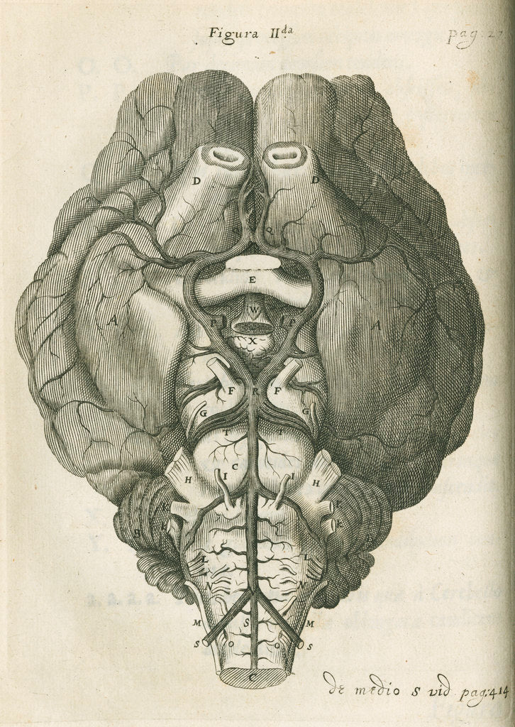 Detail of The base of a sheep's brain by unknown