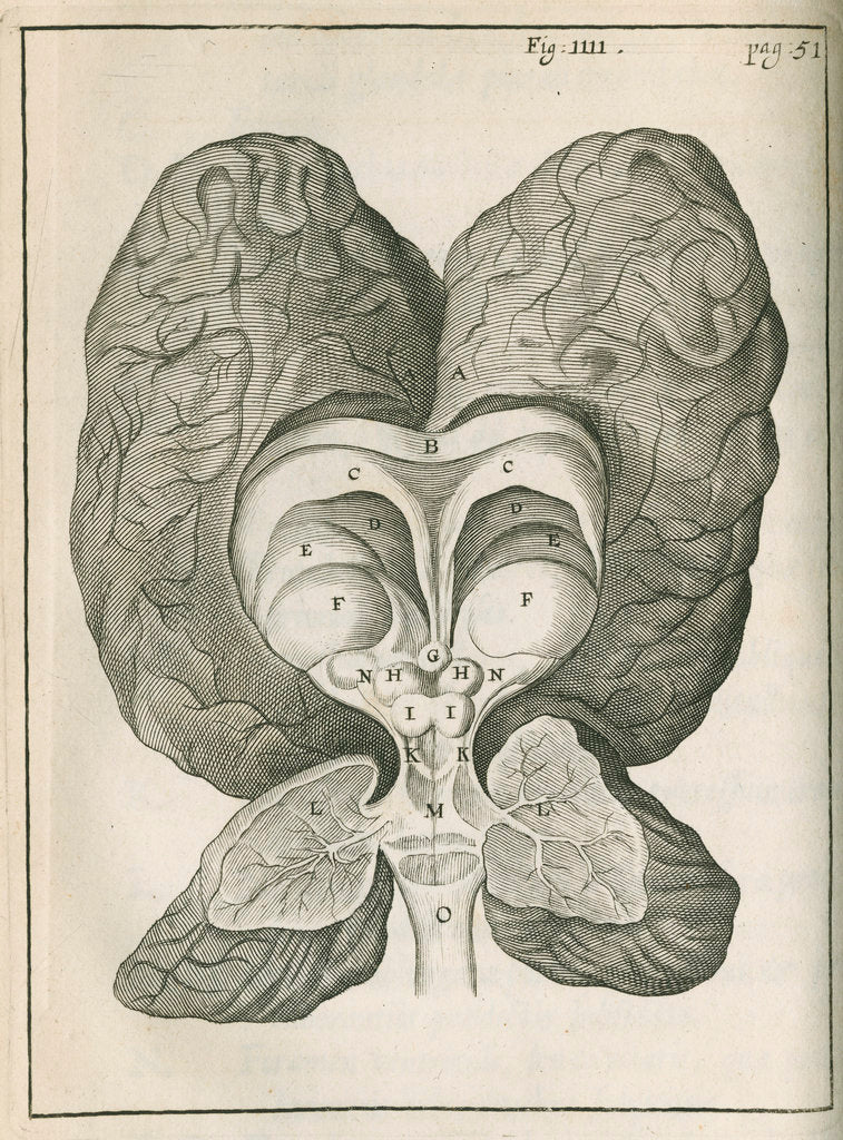 Detail of The base of the human brain by unknown