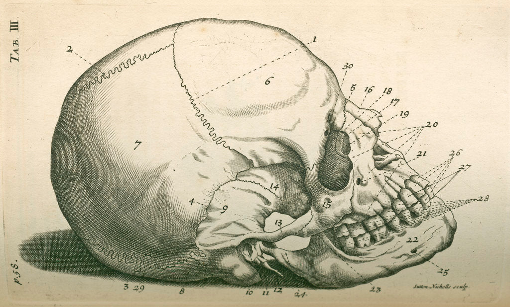 Detail of The bones of the head by Sutton Nicholls