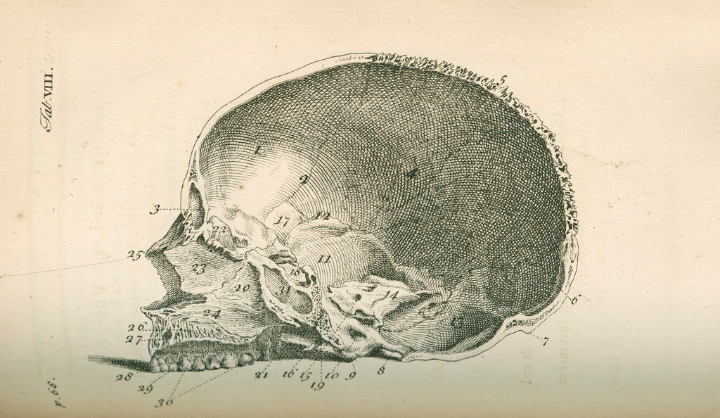 Detail of The inside of a skull sawed longitudinally by unknown