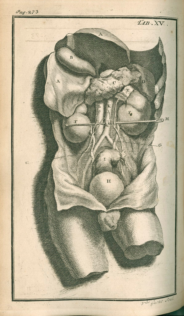 Detail of The internal organs by Gerard Vandergucht