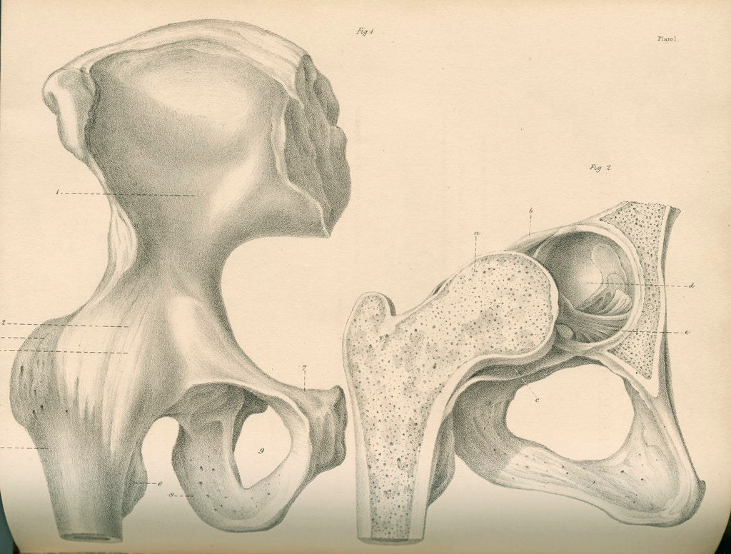 Detail of Hip bone and a portion of the femur by J Perry